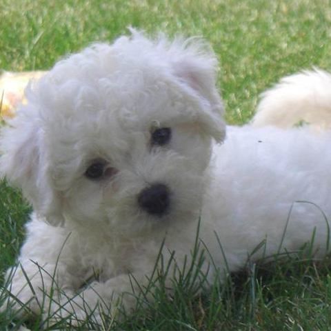 BICHON FRISE'