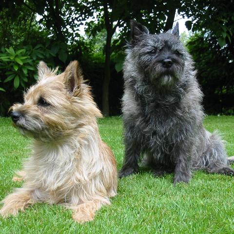 CAIRN TERRIER