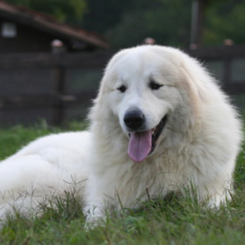 CANE da MONTAGNA dei PIRENEI