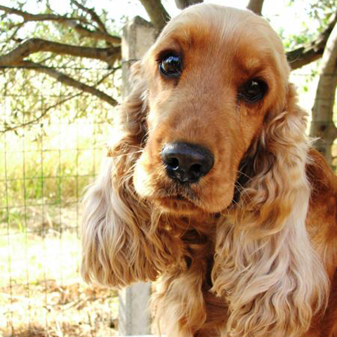 COCKER SPANIEL INGLESE