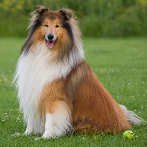 COLLIE