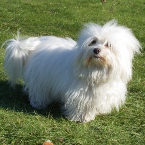 COTON DE TULEAR