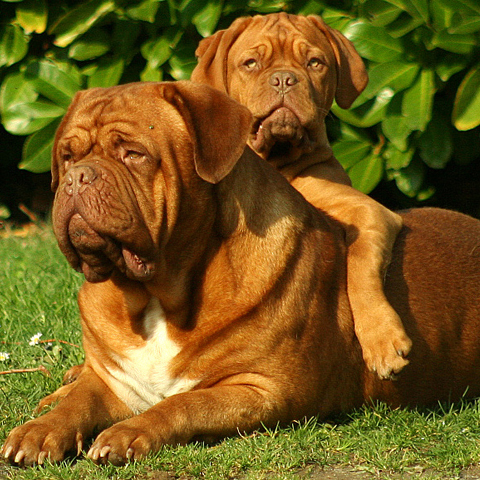 DOGUE DE BORDEAUX