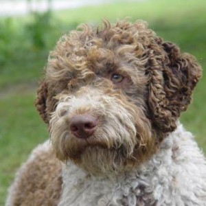 LAGOTTO ROMAGNOLO