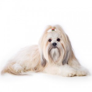 LHASA APSO