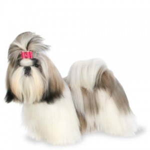 SHIH TZU