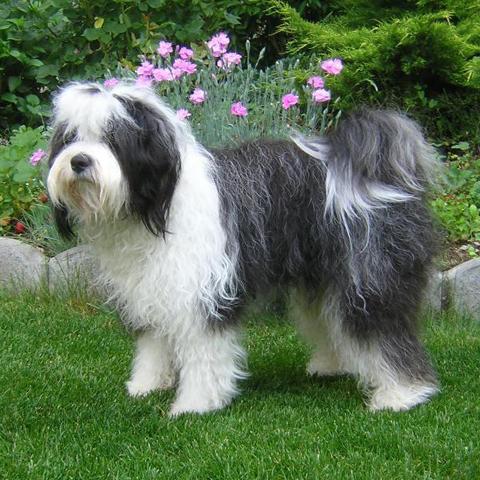 TERRIER TIBETANO